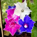 Morning Glory Star Mix Creeper Flower seed (IMPORTED SEEDS)