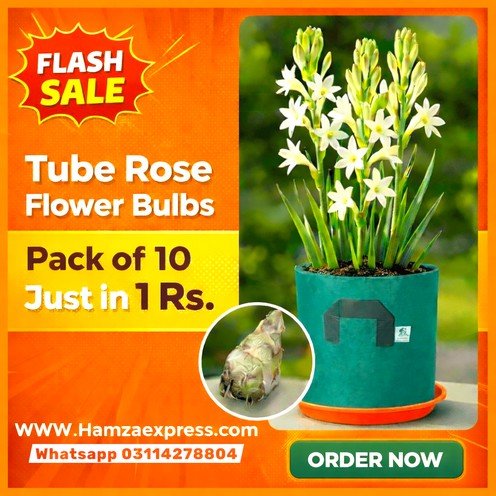 Tuberose Flower Bulbs Double (PACK OF 10) Gardening BY HAMZA EXPRESS