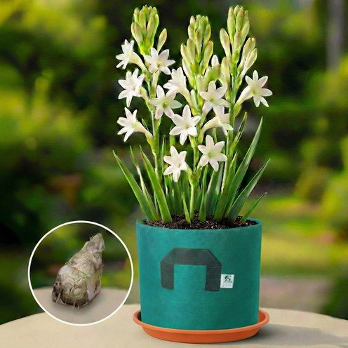 Tuberose Flower Bulbs Double (PACK OF 10) Gardening BY HAMZA EXPRESS