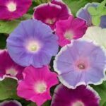 Morning Glory Early Call Mix Creeper Flower seed (IMPORTED SEEDS)