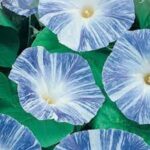 Morning Glory Flying Saucer Creeper Flower (IMPORTED SEEDS)