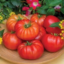Tomato Beefsteak Seeds heirloom Vegetable Seeds
