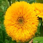 Sunflower Teddy Bear Flower seeds