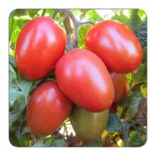 Tomato Long Seeds Vegetable Seeds