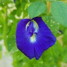 Butterfly Pea Flower Creeper Seeds