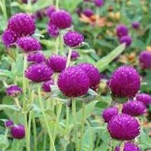 Gomphrena Purple Flower Seeds F1