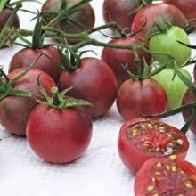 Cherry Tomato Choclate Seeds Vegetable Seeds