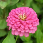 Zinnia Pink Flower Seeds
