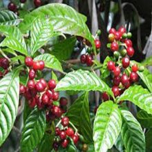 Coffee Plant Seeds IMPORTED