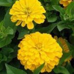 Zinnia Yellow Flower Seeds