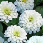 Zinnia White Flower Seeds