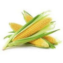 Sweet Corn Vegetable seeds