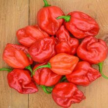 Habanero Red Chilli Seeds Vegetable Seeds
