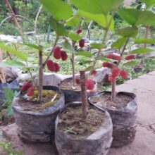 Thai Red Mulberry plant