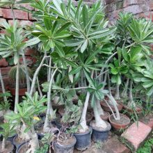 Adenium Arabicum Plant