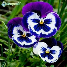 Pansy Blue And White Flower Seeds F1 Double Flower