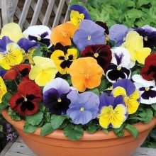Pansy Mix Flower Seeds F1 Double Flower