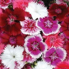 Dianthus Chinese Double Flower Seeds Mix Colour