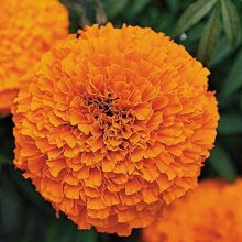 Marigold Orange Flower Seeds F1 INCA
