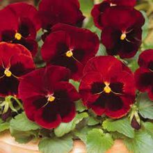 Pansy Red Blotch Flower Seeds F1 Double Flower