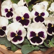 Pansy White Blotch Flower Seeds F1 Double Flower