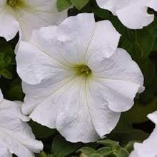 Petunia White Flower Seeds F1