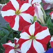 Petunia Red & White Flower Seeds F1