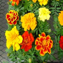 Marigold French Mix Flower Seeds
