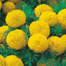 Marigold Yellow Flower Seeds F1 INCA