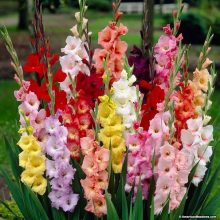 Gladiolus Flower Bulbs For Winter Season 5 colours