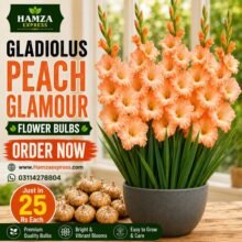GLADIOLUS PEACH GLAMOUR FLOWER BULBS