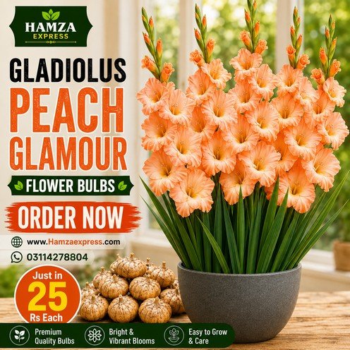 Gladiolus Glamour Peach Flower Bulb – Beautiful Peach Glamour Gladiolus Flowers