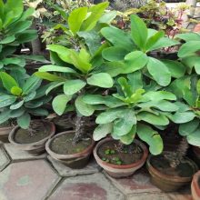 Euphorbia Plant Live Plant BY HAMZA EXPRESS