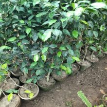 Ficus Plant 2+Feet Live Plant BY HAMZA EXPRESS