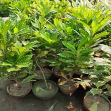 Croton Plant Live Plants BY HAMZA EXPRESS