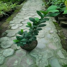 Ficus Plant For Bonsai Live Plant BY HAMZA EXPRESS