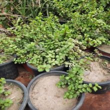 Jade Plant Live Plant BY HAMZA EXPRESS