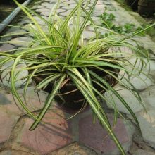 Spider Plant New Variety Live Plant BY HAMZA EXPRESS