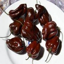 Habanero choclate Pepper Seeds BY HAMZA EXPRESS