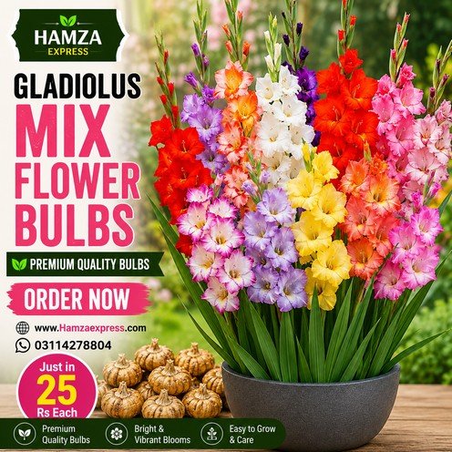 Gladiolus Flower Bulbs For Winter Season Pack of 8 Bulbs