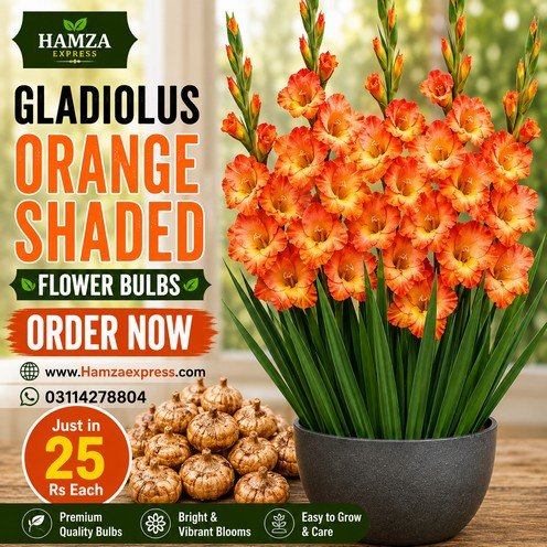 Gladiolus Orange Shaded Flower Bulbs – Stunning Orange Gladiolus Flowers