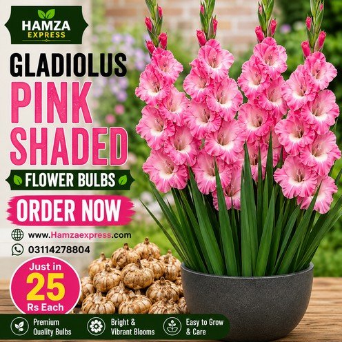 Gladiolus Pink Shaded Flower Bulb – Beautiful Pink Shaded Gladiolus Flowers