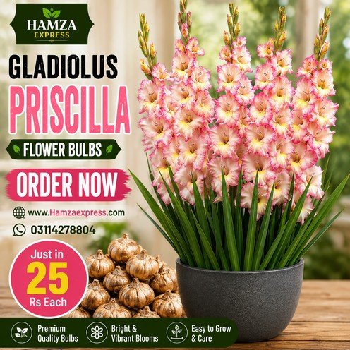 Gladiolus Priscilla Flower Bulb – Beautiful Priscilla Gladiolus Flowers