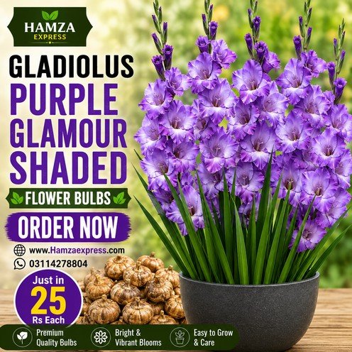 Gladiolus Glamour Purple Shaded Flower Bulb – Beautiful Purple Shaded Gladiolus Flowers
