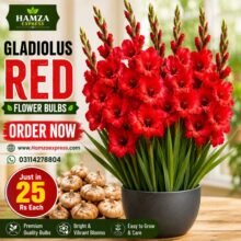 gladiolus red flower bulbs