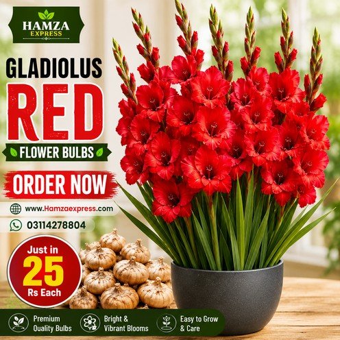 Gladiolus Red Flower Bulb – Beautiful Red Gladiolus Flowers