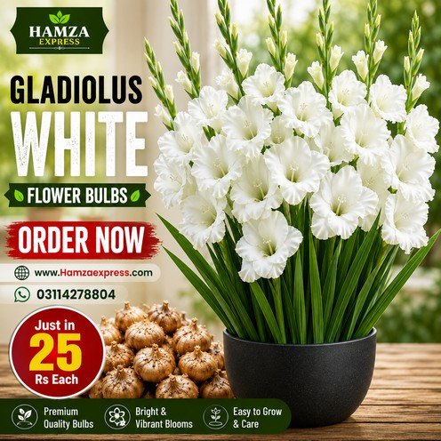 Gladiolus White Flower Bulb – Beautiful White Gladiolus Flowers