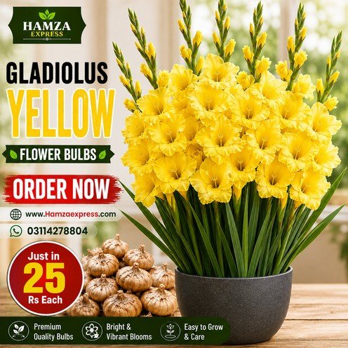 Gladiolus Yellow Flower Bulb – Beautiful Yellow Gladiolus Flowers