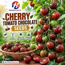 CHERRY TOMATO CHOCLATE SEEDS
