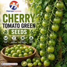 CHERRY TOMATO GREEN SEEDS